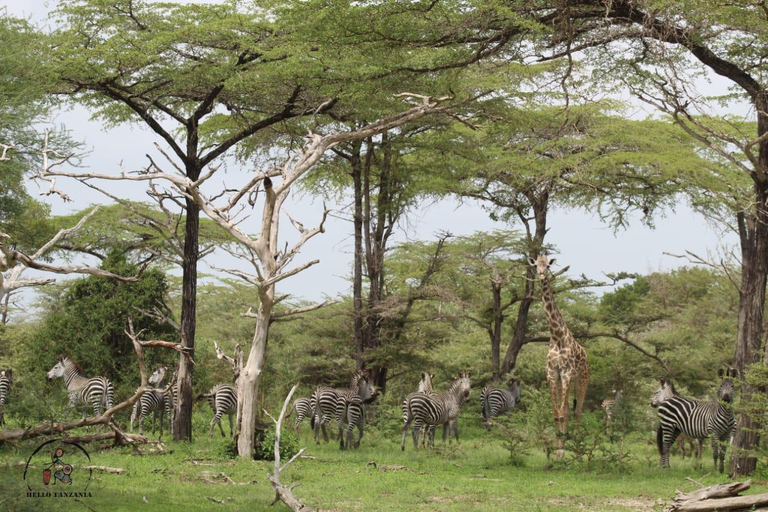 Selous : Un safari hors route d&#039;une journée au départ de Zanzibar