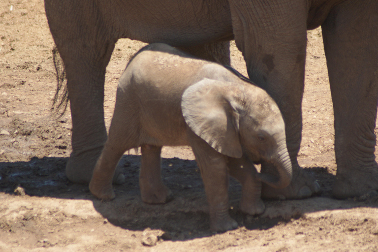 Addo Elephant National Park: Half-Day Safari with Guide