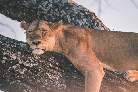 Serengeti: driedaagse gezamenlijke groepssafari