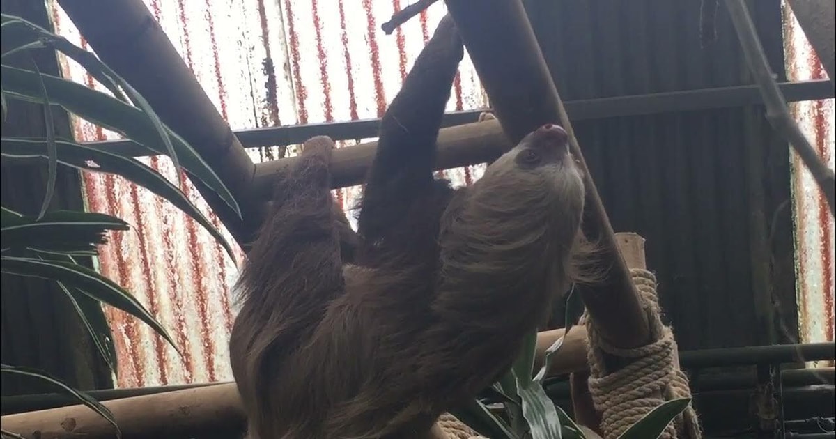 Sloth Sanctuary+Hanging Bridges in Monteverde | GetYourGuide
