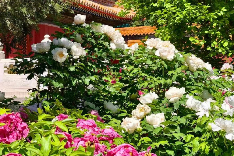 Beijing: Jingshan Park Ticket, Insider & Photo Guide