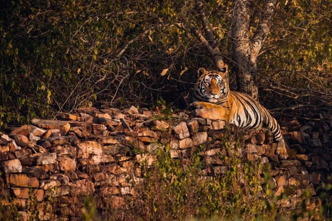 Depuis Ranthambore : Safari officiel des tigres en voiture avec guideSafari tigre pour - Citoyen indien uniquement