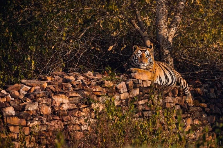 Z Ranthambore: Oficjalne safari tygrysów w kanterze z przewodnikiemSafari z tygrysem - tylko dla obywateli Indii