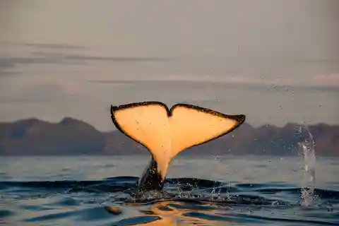 Bleik: Whale Watching by Speedboat with Puffins and Muffins