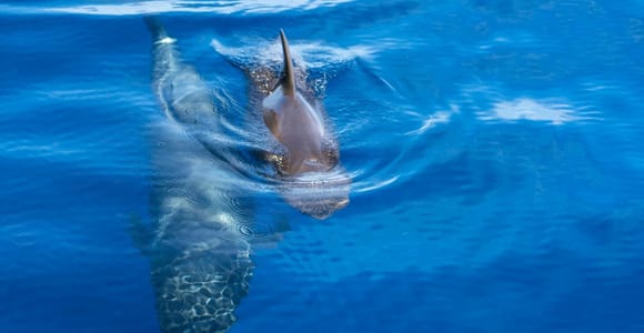 Tenerife: Costa Adeje Whale and Dolphin Watching Cruise