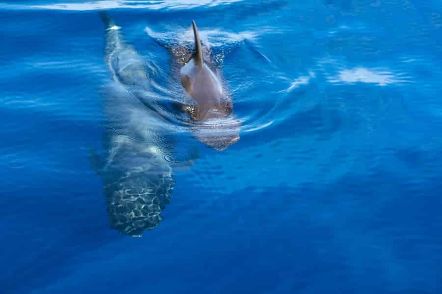 Teneriffa: Costa Adeje – Wal- und Delfinbeobachtungs-Tour. Foto: GetYourGuide