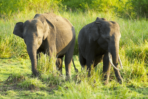 Prywatne safari jeepem w jednym z najlepszych parków narodowych