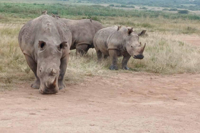 Nairobi: Nationaal park, Giraffe Center &amp; Souvenir TourNairobi: Nationaal park, Giraffecentrum &amp; Souvenir Tour