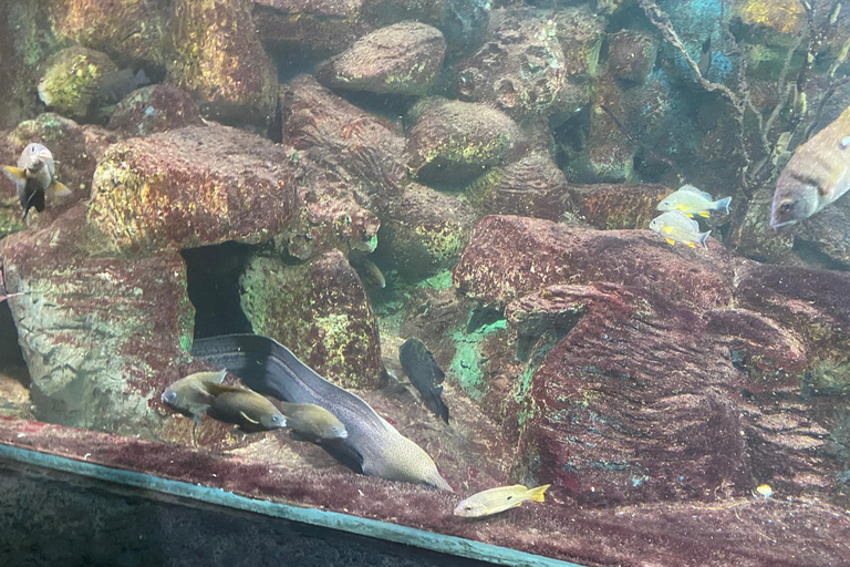 From Colombo/Negombo: Turtle Hatchery, Madu River & Galle