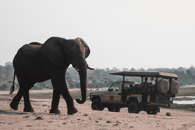 Private Game Drive Safari in the Chobe National Park