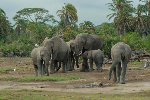 Nairobi: Amboseli National Park Guided Day Trip