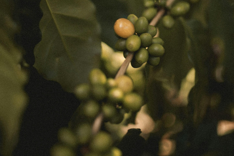 San Juan La Laguna: Horseback Riding in Coffee Plantations