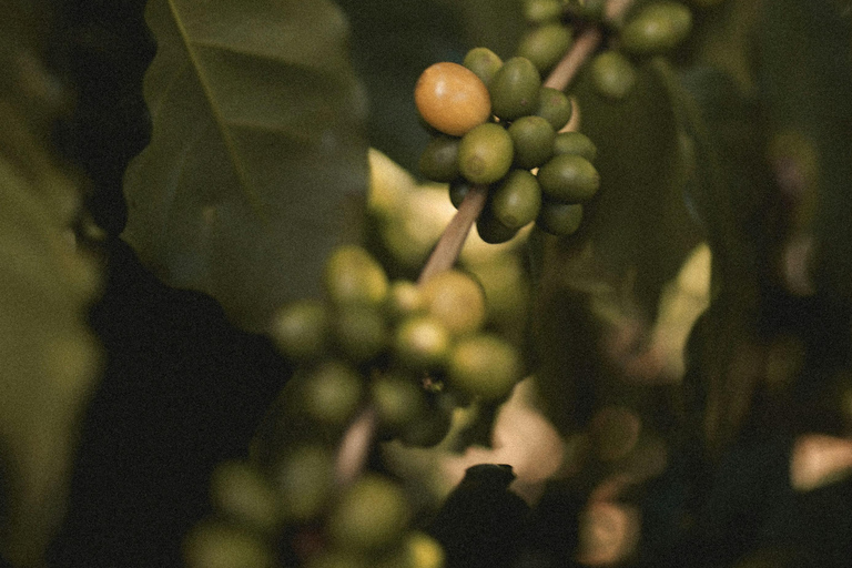 San Juan La Laguna: Horseback Riding in Coffee Plantations