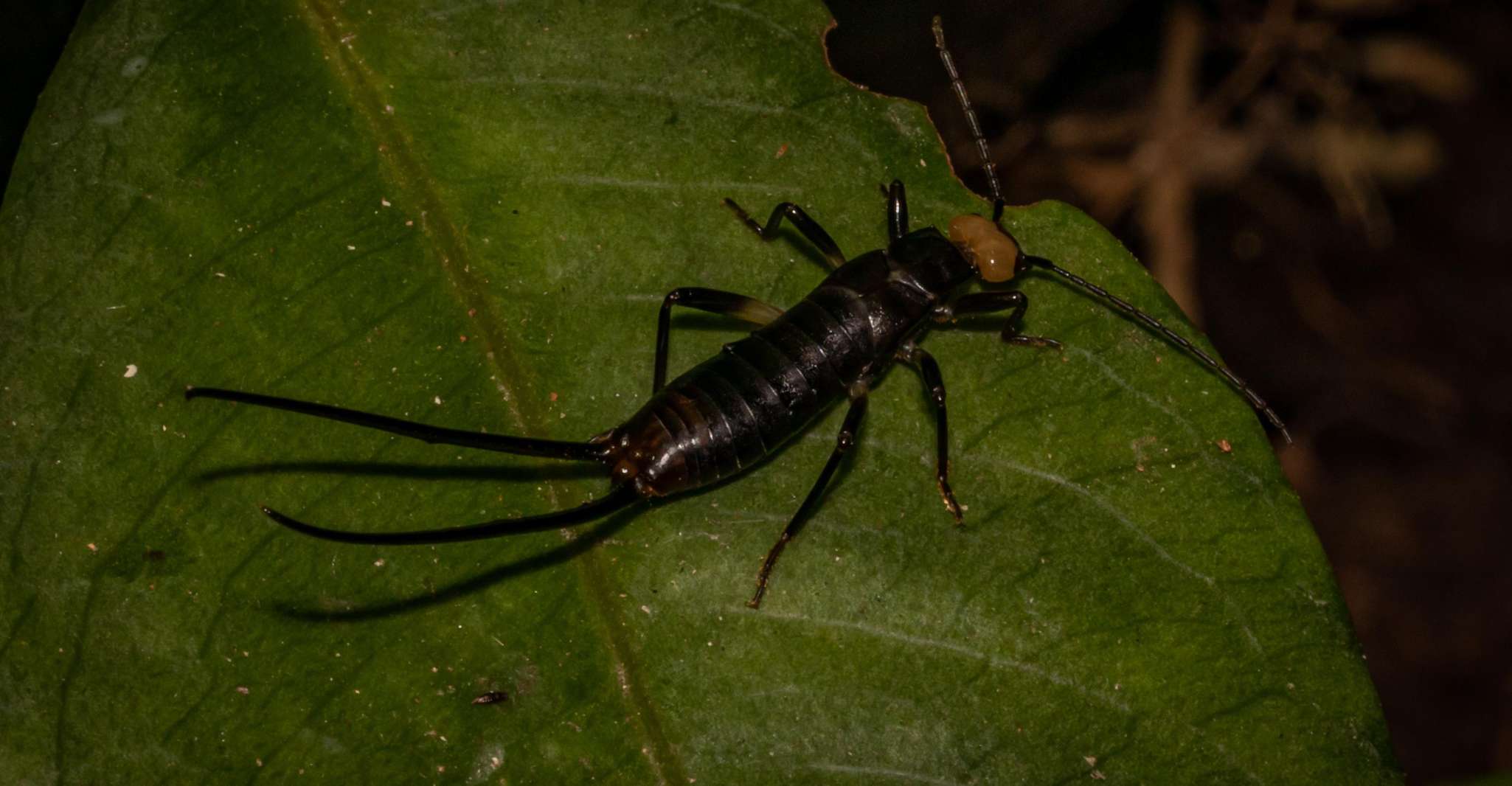 Monteverde, Nocturnal Wonders Trip - Housity