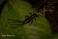 Monteverde, Nocturnal Wonders Trip - Housity
