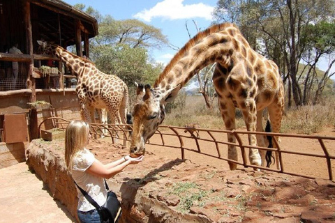 Pół dnia Park Narodowy Nairobi, Karen Blixen, Centrum Żyrafy