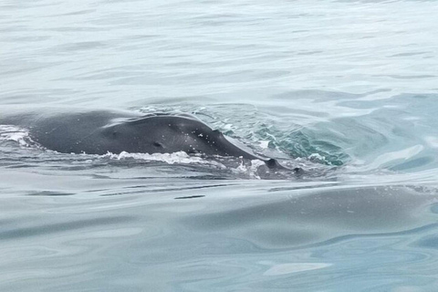 Panama City: Whale Watching Tour with Island Stop