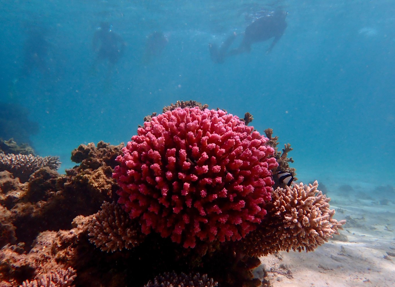 Exmouth: Guidet snorkeleventyr på Ningaloo Reef