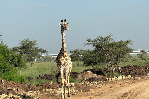 Nairobi National Park: Early Morning or afternoon adventure Early morning game drive in a Landcruiser JEEP