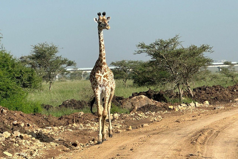 Nairobi National Park: Early Morning or afternoon adventure Early morning game drive in a Landcruiser JEEP