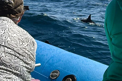 Maui: Eco-Raft Dolphin Watch Tour with Snacks