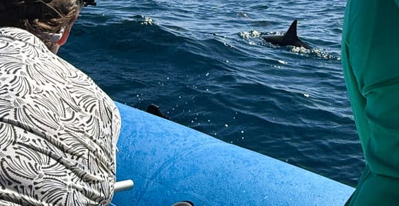 Maui: Eco-Raft Dolphin Watch Tour with Snacks