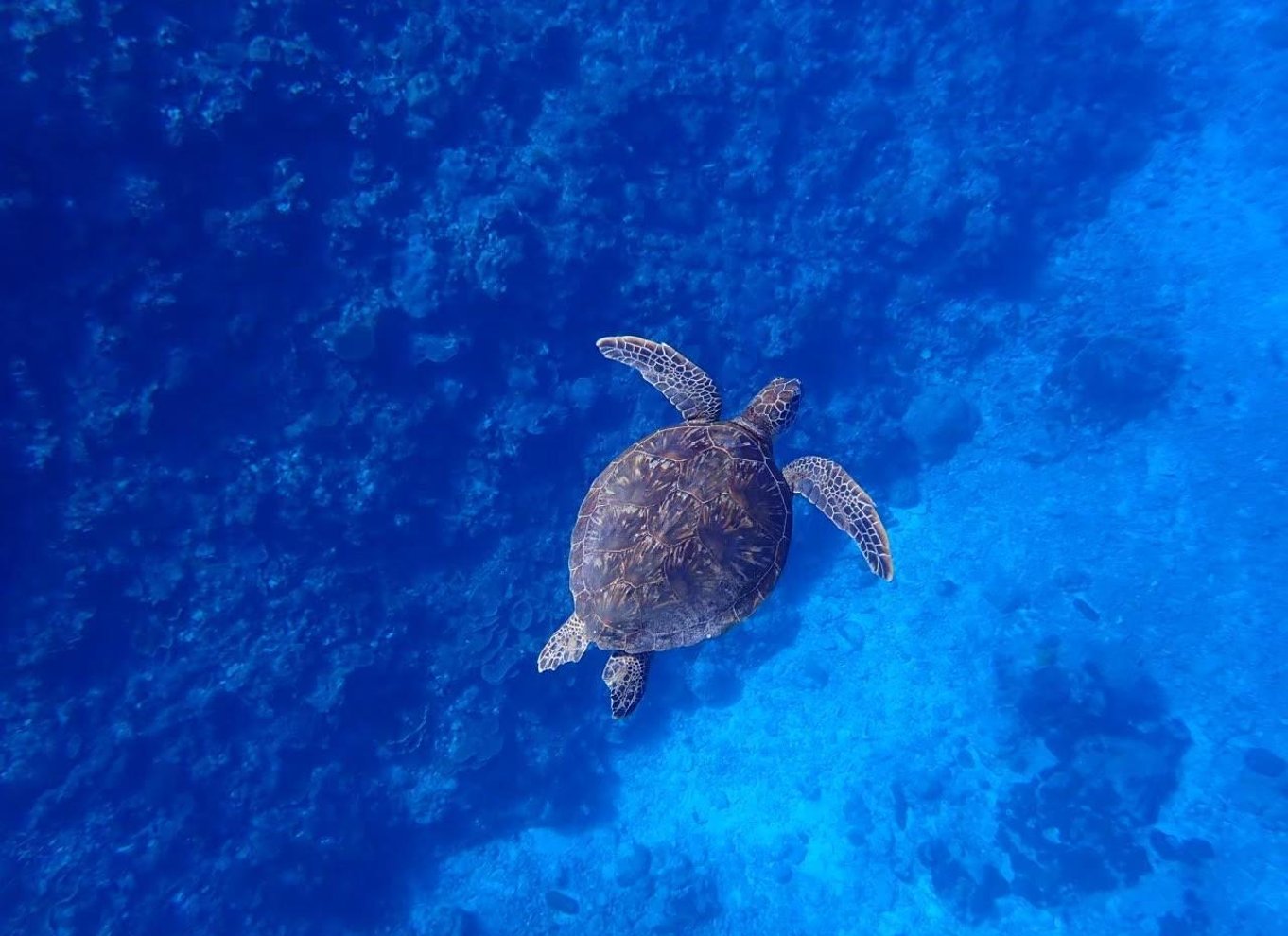 Ishigaki Island: Bådtur med snorkling ved Phantom Island