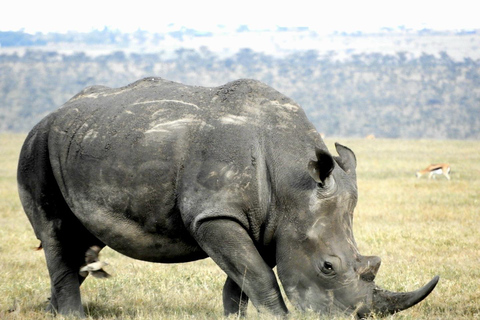 Private Nairobi National Park Drive in 4*4 landcruiser