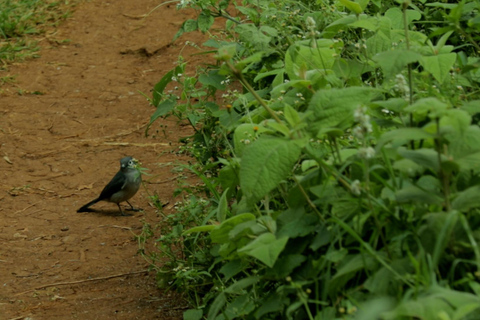 From Nairobi: Ondiri Wetland Guided Walking Tour