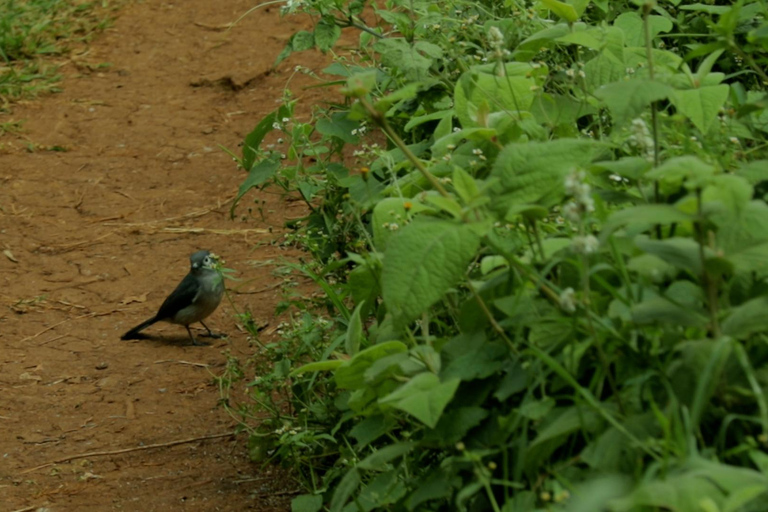 From Nairobi: Ondiri Wetland Guided Walking Tour
