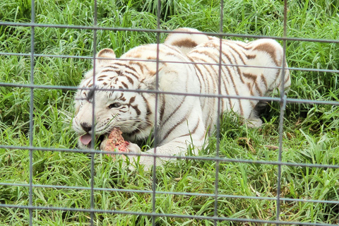 Cheetah, Giraffes Encounter, lion's park, and Wine Tasting