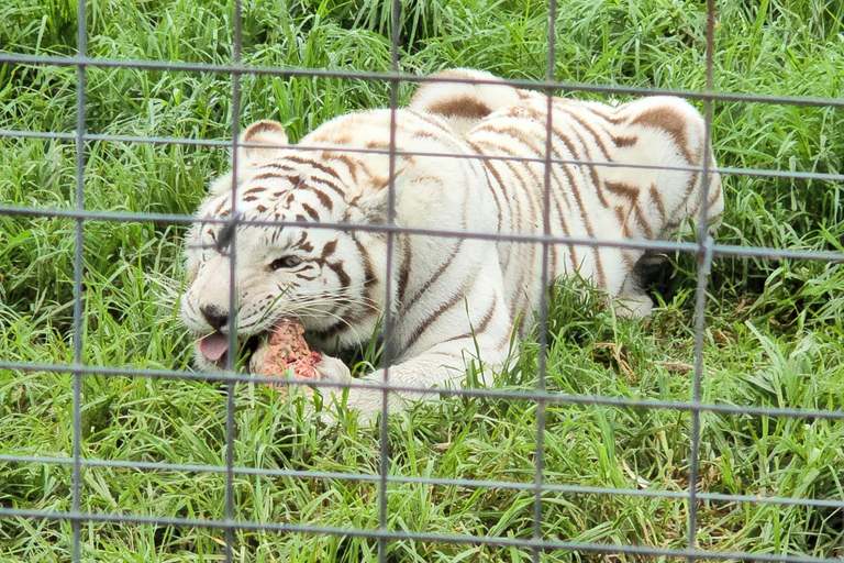 Cheetah, Giraffes Encounter, lion's park, and Wine Tasting
