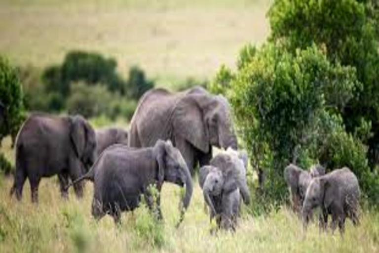 Nairobi: Excursión de 3 días a Masai Mara y Lago Naivasha