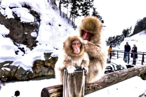 From Tokyo: Nagano Full Day Private Snow Monkey Park Tour