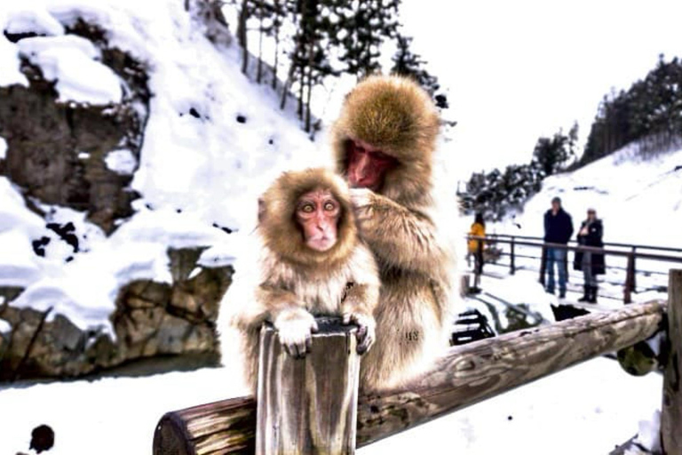 From Tokyo: Nagano Full Day Private Snow Monkey Park Tour