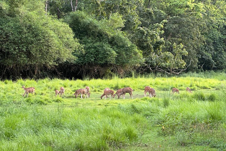 From Kathmandu to Chitwan: Jungle Safari + Meals &amp; Transport