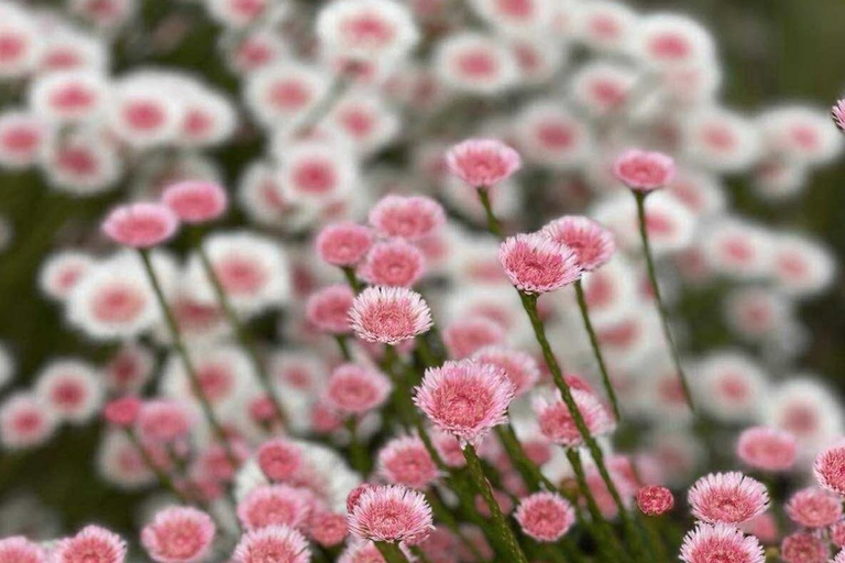 Follow the wildflower trail from Perth to New Norcia