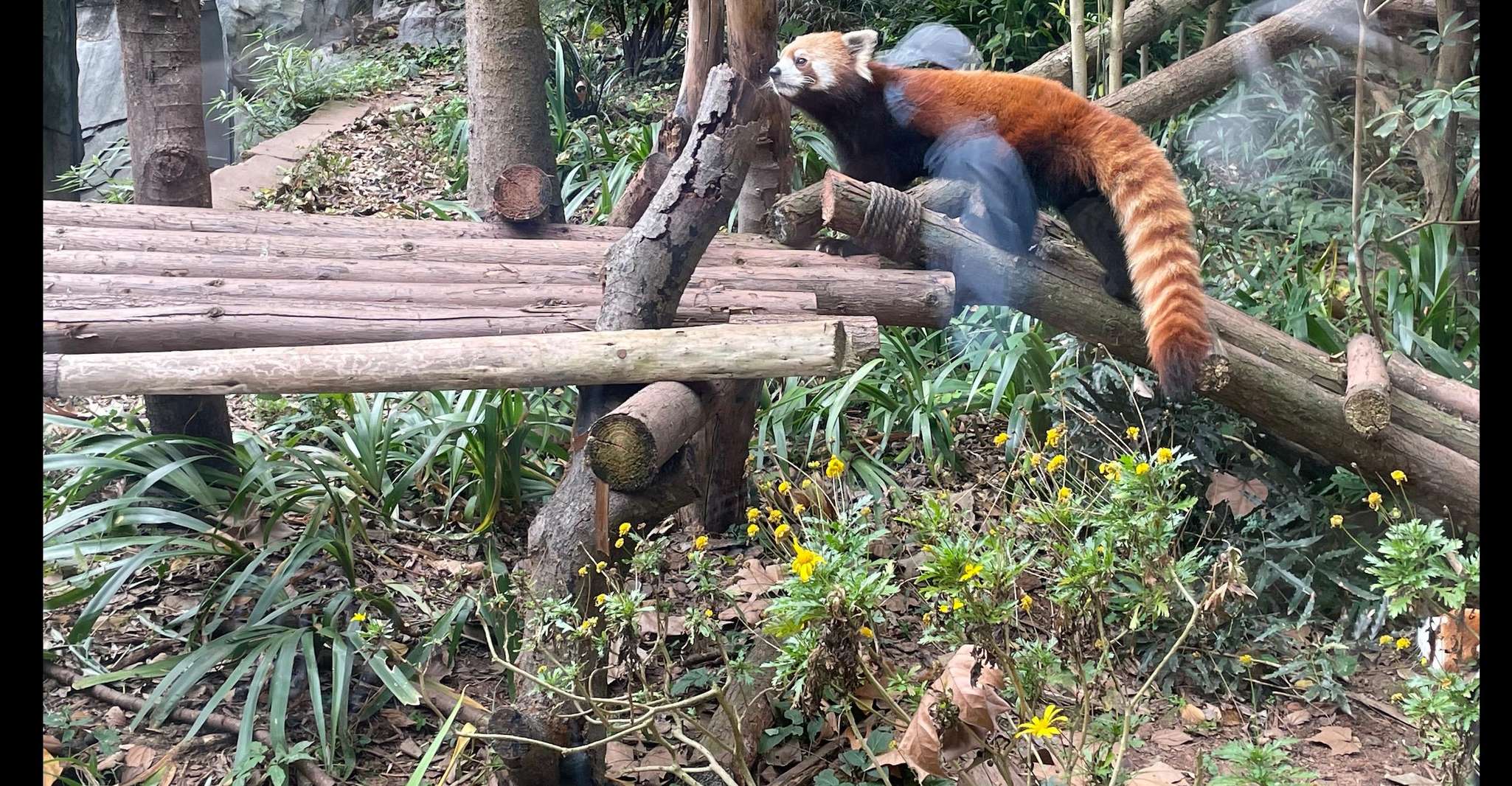 Visite d'une journée à Dujiangyan Panda Valley. - Housity