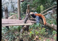 One-day tour to Dujiangyan Panda Valley. - Housity