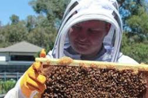 Kikambala: Beekeeping Tour with Honey Tasting & Pickup