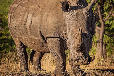 Viagem de 1 dia para a cratera de NgorongoroViagem de 1 dia à Cratera de Ngorongoro