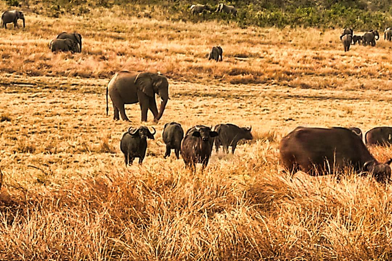 Safari à cavalier seul dans le parc national du Zambèze