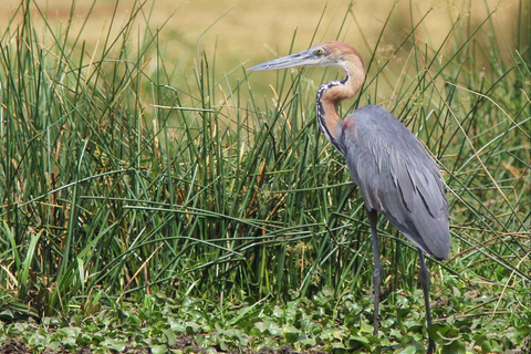 Kampala: 3-Day Murchison Falls National Park Safari