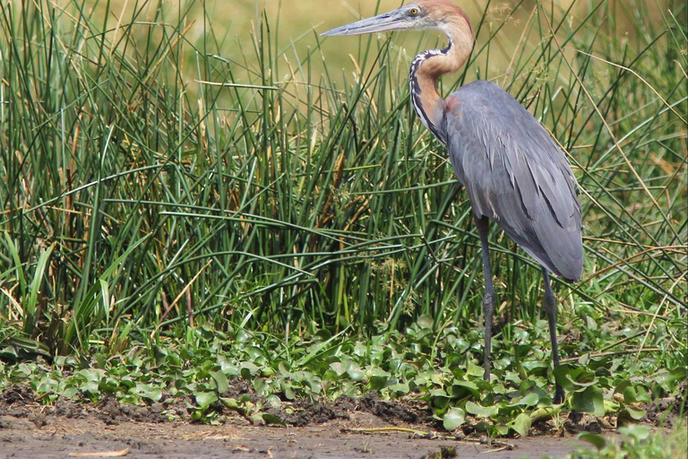 Kampala: 3-Day Murchison Falls National Park Safari