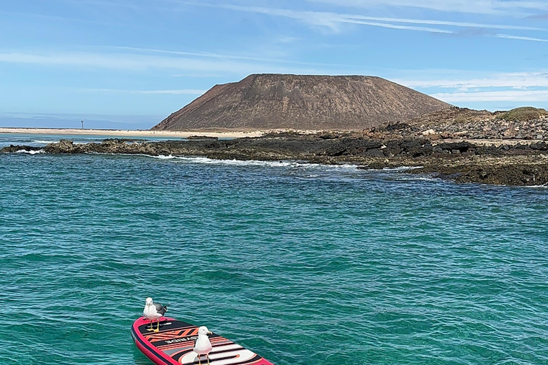 Fuerteventura: Dolphin watching and Lobo Island Combo Cruise