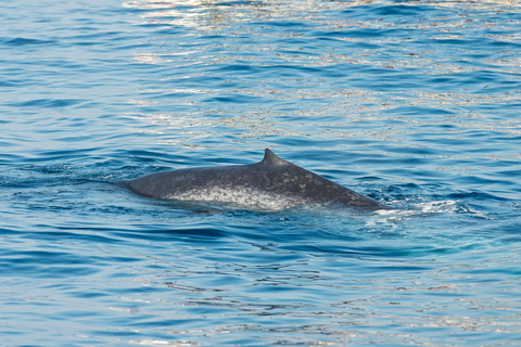 " Great Whales " - Education programme - Whales , Dolphins