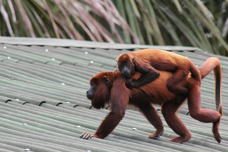 Iquitos: 4-Day Amazon Jungle Tour with Hotel Pickup