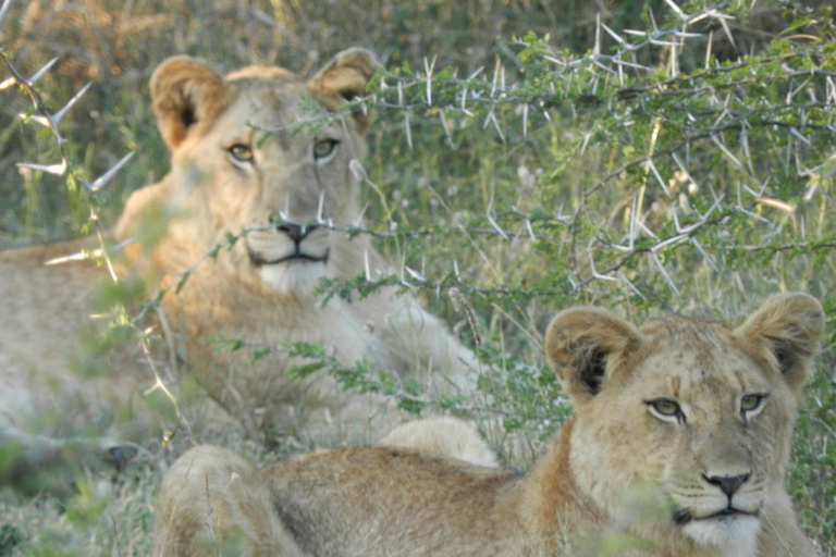 Hluhluwe-iMfolozi Park - Open Safari Vehicle Game Drives