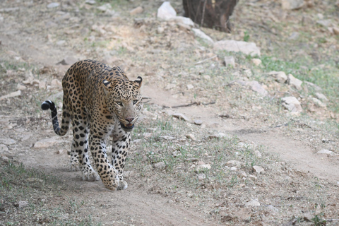 Jaipur: Jhalana Leopard Safari TourJaipur: Jhalana Leopard Safari Shared Safari