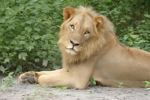 Gambia: Senegal Day Trip with Fathala Reserve & Lunch